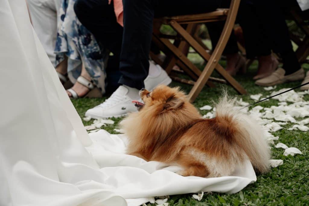 chien à un mariage